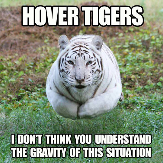 Hover tiger.jpg