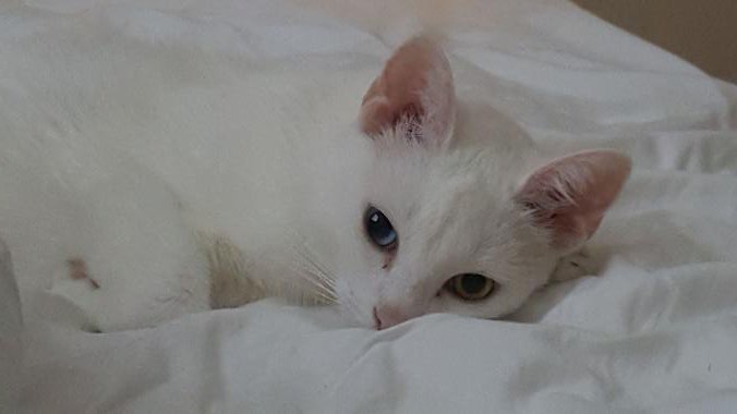 White puss.jpg