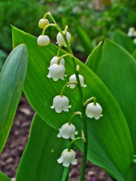 LilyoftheValley