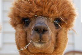 prettyalpaca