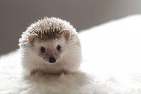 Cutey Porcupiney