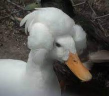 Fringed Goose