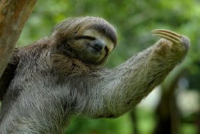 Slothy