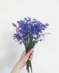 Bluebells in Bloom