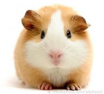 guinea pig 001