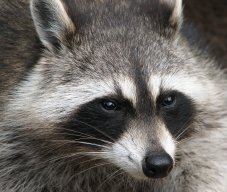 Divine_Imperial_Raccoon