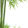 Tourist Bamboo