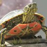 turtle_royalty