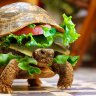 CannibalTurtle