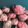 pinkpeonies