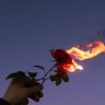 Burning_Rose