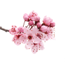 summer cherry blossom
