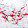 Winter plum blossom