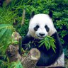 Pandainbambooforest